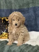 Rip, a male Poodle - Miniature  for sale in Greenville, MO – 1 of 6