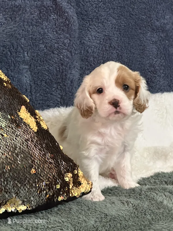 Molly – Cavapoo puppy for sale in Greenville, MO