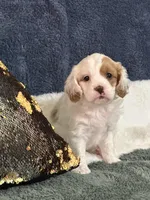 Molly, a female Cavapoo for sale in Greenville, MO – 1 of 10