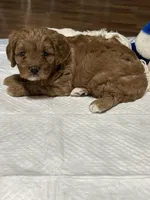 Ruby, a female Cavapoo for sale in Greenville, MO – 4 of 10