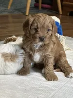 Ruby, a female Cavapoo for sale in Greenville, MO – 3 of 10