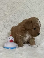 Donner, a male Bichon Frise and Cavapoo for sale in Greenville, MO – 3 of 6