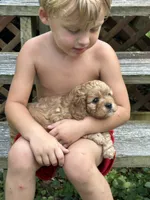 Hope, a female Cavapoo for sale in Greenville, MO – 6 of 7
