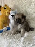 Eddie , a male Pomsky for sale in Greenville, MO – Photo 5 of 8