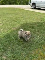 Rocky, a male Pomsky for sale in Greenville, MO – 10 of 10