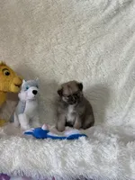 Eddie , a male Pomsky for sale in Greenville, MO – Photo 4 of 8