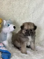 Eddie , a male Pomsky for sale in Greenville, MO – Photo 6 of 8