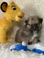 Eddie , a male Pomsky for sale in Greenville, MO – Photo 2 of 8