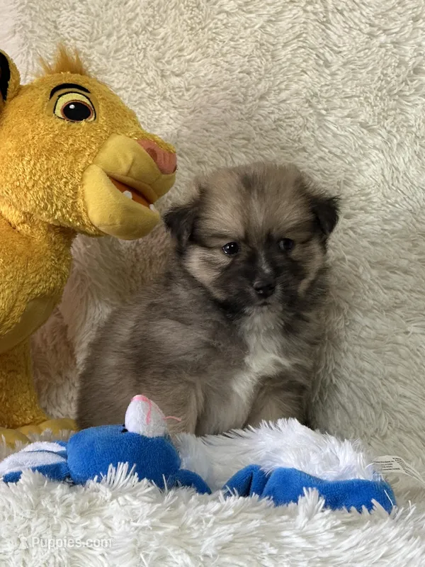 Eddie  – Pomsky puppy for sale in Greenville, MO