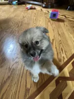 Rocky, a male Pomsky for sale in Greenville, MO – 8 of 10