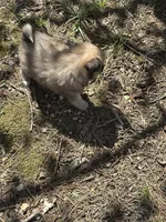 Eddie , a male Pomsky for sale in Greenville, MO – Photo 8 of 8