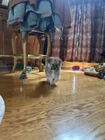 Rocky, a male Pomsky for sale in Greenville, MO – 9 of 10