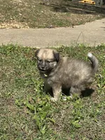 Eddie , a male Pomsky for sale in Greenville, MO – Photo 7 of 8
