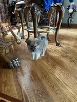 Rocky, a male Pomsky for sale in Greenville, MO – 7 of 10