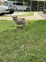 Rocky, a male Pomsky for sale in Greenville, MO – 6 of 10