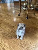 Rocky, a male Pomsky for sale in Greenville, MO – 5 of 10