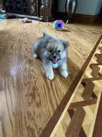 Rocky, a male Pomsky for sale in Greenville, MO – 3 of 10