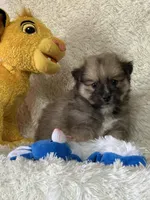 Eddie , a male Pomsky for sale in Greenville, MO – Photo 3 of 8