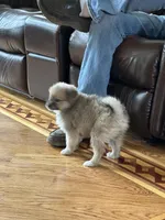 Rocky, a male Pomsky for sale in Greenville, MO – 2 of 10