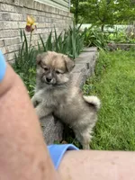 Rocky, a male Pomsky for sale in Greenville, MO – 1 of 10