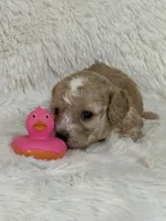 Darla Jo, a female Bichon Frise and Cavapoo for sale in Greenville, MO – 2 of 4
