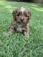 Harley, a male Cavapoo for sale in Greenville, MO – 6 of 6