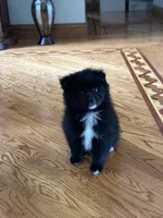 Ella, a female Pomsky for sale in Greenville, MO – 9 of 10