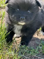 Evi, a female Pomsky for sale in Greenville, MO – Photo 5 of 9