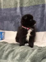 Ella, a female Pomsky for sale in Greenville, MO – 6 of 10