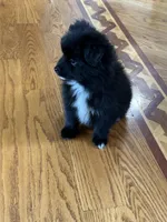 Ella, a female Pomsky for sale in Greenville, MO – 7 of 10