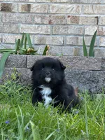 Evi, a female Pomsky for sale in Greenville, MO – Photo 7 of 9