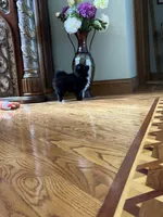 Ella, a female Pomsky for sale in Greenville, MO – 10 of 10