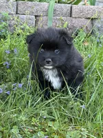 Evi, a female Pomsky for sale in Greenville, MO – Photo 6 of 9