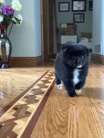 Ella, a female Pomsky for sale in Greenville, MO – 1 of 10