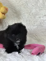 Evi, a female Pomsky for sale in Greenville, MO – Photo 2 of 9