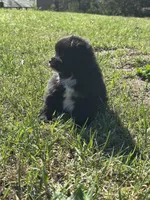 Evi, a female Pomsky for sale in Greenville, MO – Photo 9 of 9