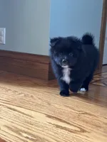 Ella, a female Pomsky for sale in Greenville, MO – 4 of 10