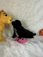 Evi, a female Pomsky for sale in Greenville, MO – Photo 4 of 9