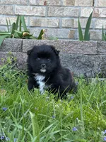 Evi, a female Pomsky for sale in Greenville, MO – Photo 8 of 9