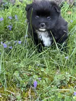 Evi, a female Pomsky for sale in Greenville, MO – Photo 3 of 9