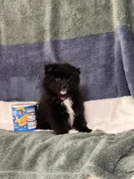Ella, a female Pomsky for sale in Greenville, MO – 5 of 10