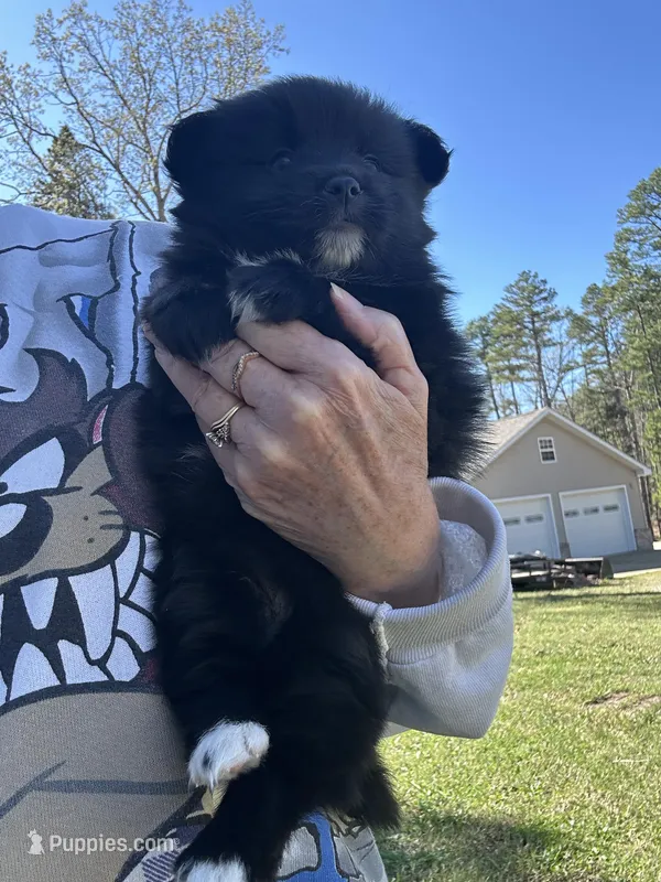 Evi – Pomsky puppy for sale in Greenville, MO