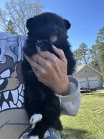 Evi, a female Pomsky for sale in Greenville, MO – Photo 1 of 9