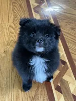 Ella, a female Pomsky for sale in Greenville, MO – 2 of 10