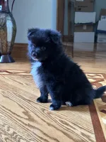 Ella, a female Pomsky for sale in Greenville, MO – 8 of 10