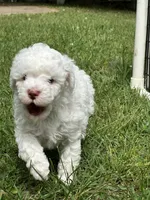 Teddy, a male Poodle - Miniature  for sale in Greenville, MO – 4 of 8