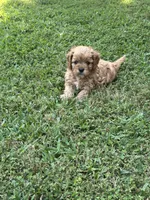 Hope, a female Cavapoo for sale in Greenville, MO – 7 of 7