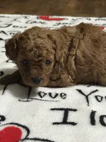 Suzy Q, a female Poodle - Miniature  for sale in Greenville, MO – 4 of 6
