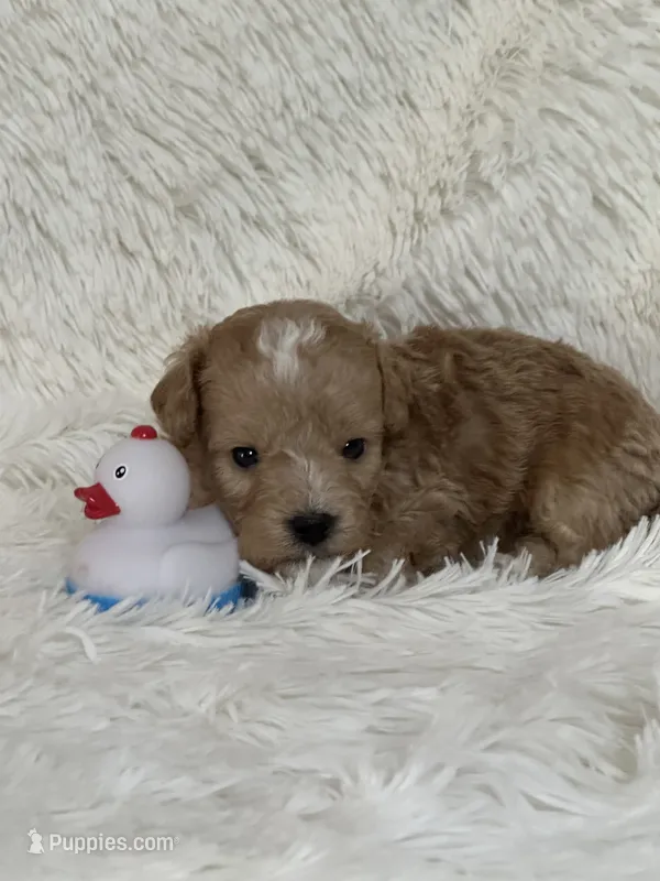 Danny – Bichon Frise, Cavapoo puppy for sale in Greenville, MO