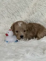 Danny, a male Bichon Frise and Cavapoo for sale in Greenville, MO – 1 of 7